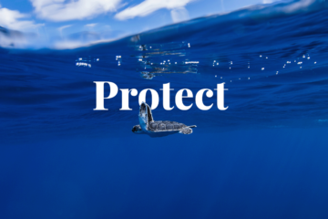 How to protect the oceans and marine life