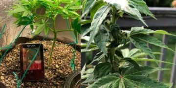 Indoor vs. outdoor weed: Which is better?