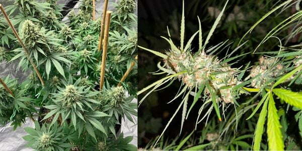 Różnice w strukturze pąków marihuany indoor i outdoor