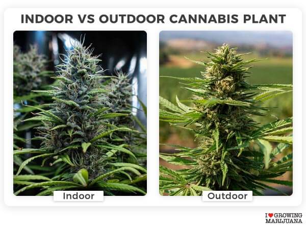 Porównanie uprawy marihuany indoor i outdoor