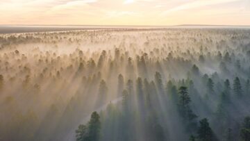 重新造林星球上的生活：如果我们种植一万亿棵树，世界会是什么样子