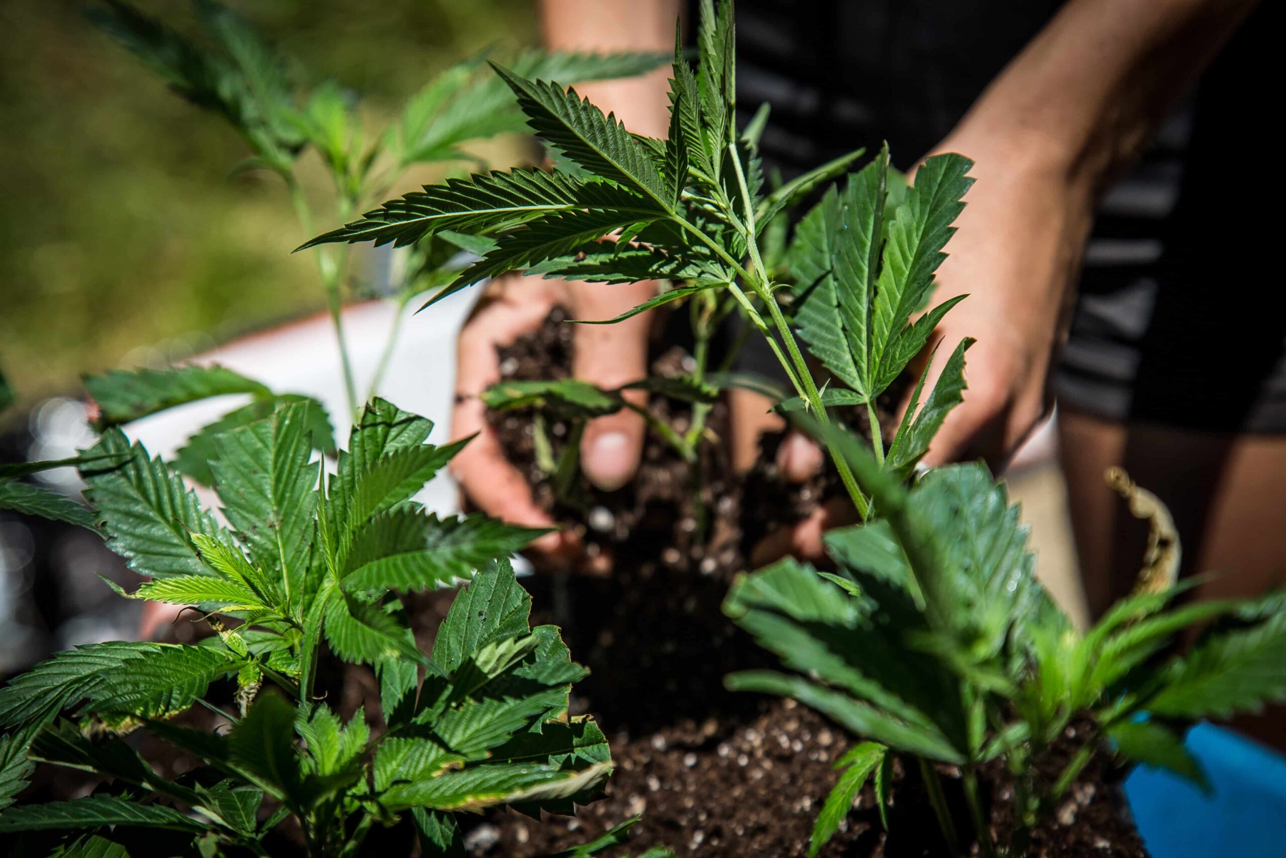 Wetsvoorstel medicinale cannabisteelt goedgekeurd in New Hampshire House