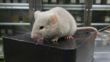 두 아빠를 가진 쥐는 수컷 피부 세포로 만든 난자에서 태어났습니다.