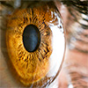 Nanoparticles could have big impact on patients receiving corneal transplants