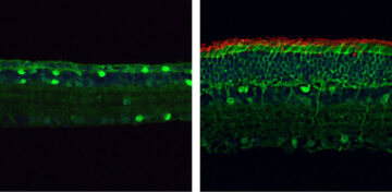 नई जीन-संपादन तकनीक चूहों में दृष्टि हानि को उलट देती है