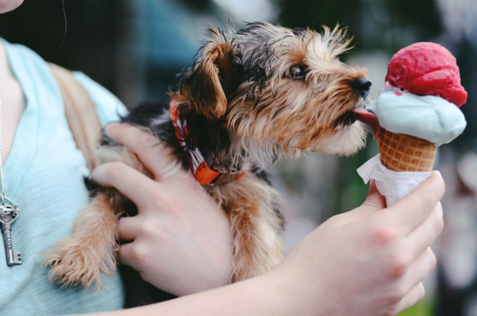 Dog licking an in ice cream cone