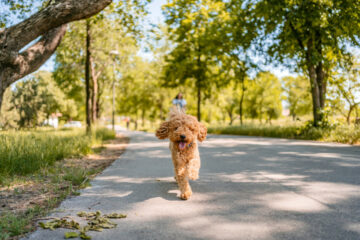 New to Boise? 14 Dog-Friendly Places in Boise to Explore with Your Pup