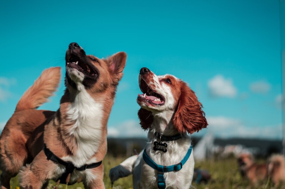 Bir köpek parkında iki köpek