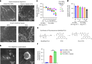 A liberação de nanopartículas de oligômeros de plásticos de ácido polilático catalisada por enzimas intestinais desencadeia inflamação aguda
