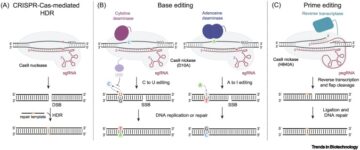 Prime editing: advances and therapeutic applications