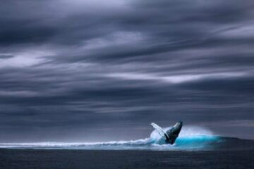 Shiba Inu ($SHIB) on USA dollari väärtuse järgi suurim ERC-20 omanik 2000 $ETH vaalade hulgas