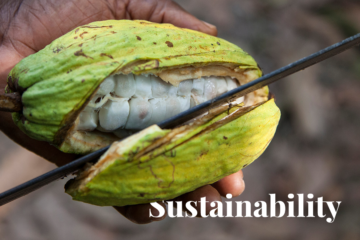 گھانا میں جنگلات کی کٹائی: وجوہات اور حل