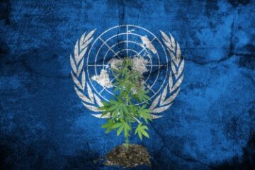 La critica alla cannabis degli Stati Uniti delle Nazioni Unite: un caso per il decentramento