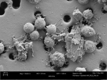 Zrozumienie, w jaki sposób bakterie metanogenne „biokopią” minerały przyczyniają się do rozwoju biotechnologii