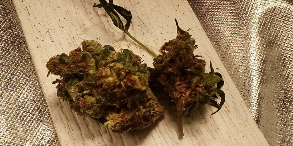 example of 2 buds with jar rot