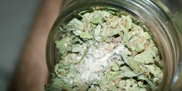 What is Jar Rot, and what can I do to prevent it?