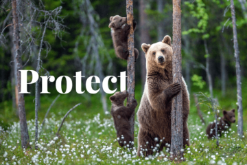 7 Strategii pentru protejarea faunei sălbatice