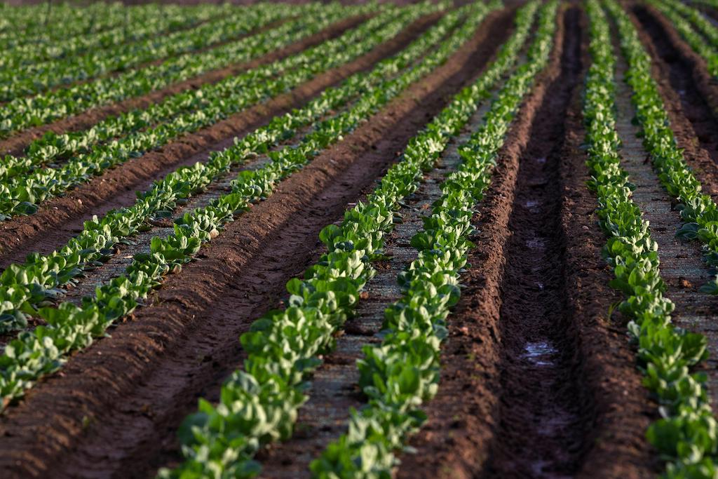 Rows of Cabbages growing on farmland near Ferrel in Portugal. 