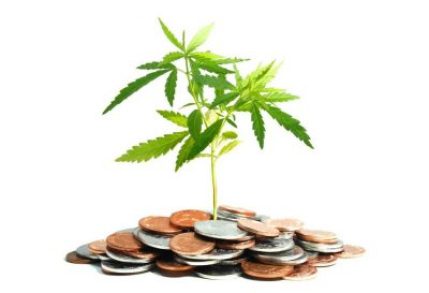 cannabis growing from money