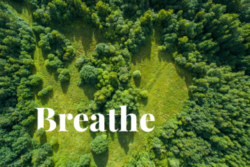 편안한 호흡: 나무가 자연의 공기 청정기인 이유