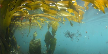 Rakenna Aotearoan kiertokulkuinen meribiotalous kestävää kasvua varten: asiantuntija