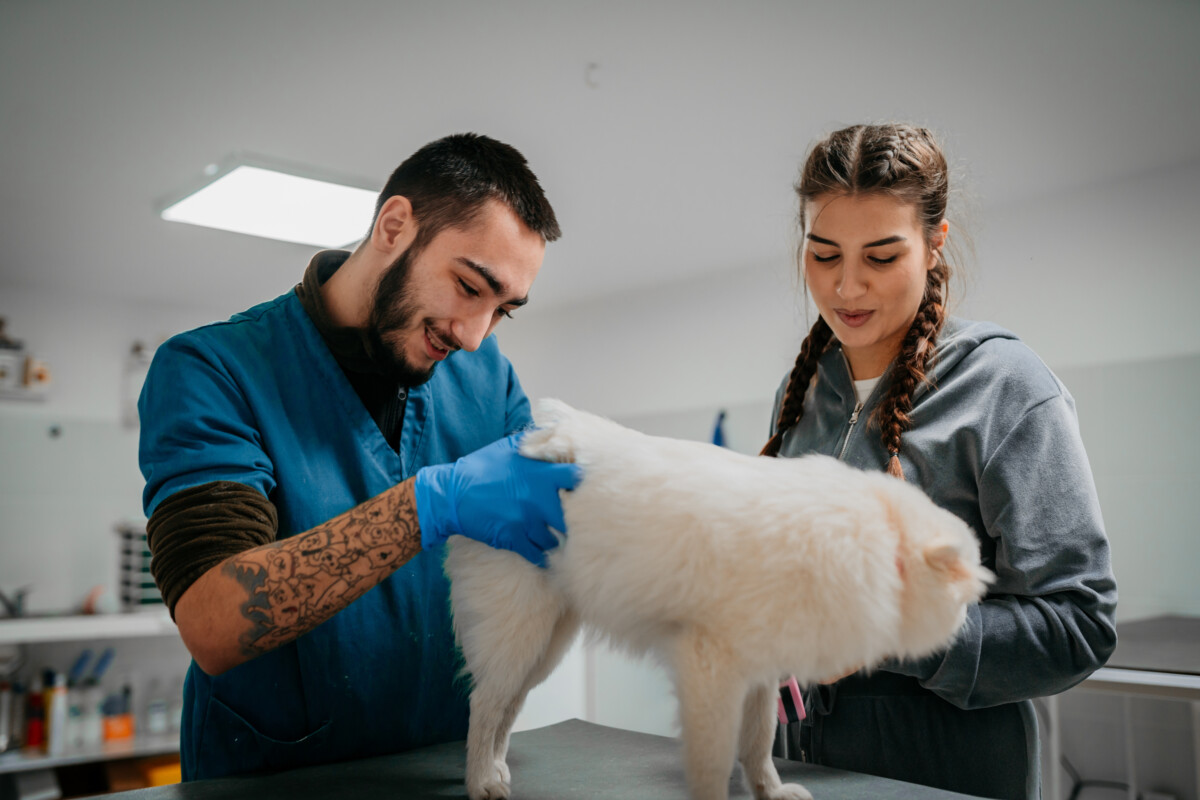 A vet checking a dog's fur for fleas