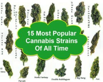 How Long Does a Hot, New Cannabis Strain Stay Popular? (Marijuana Strain Lifecycle)