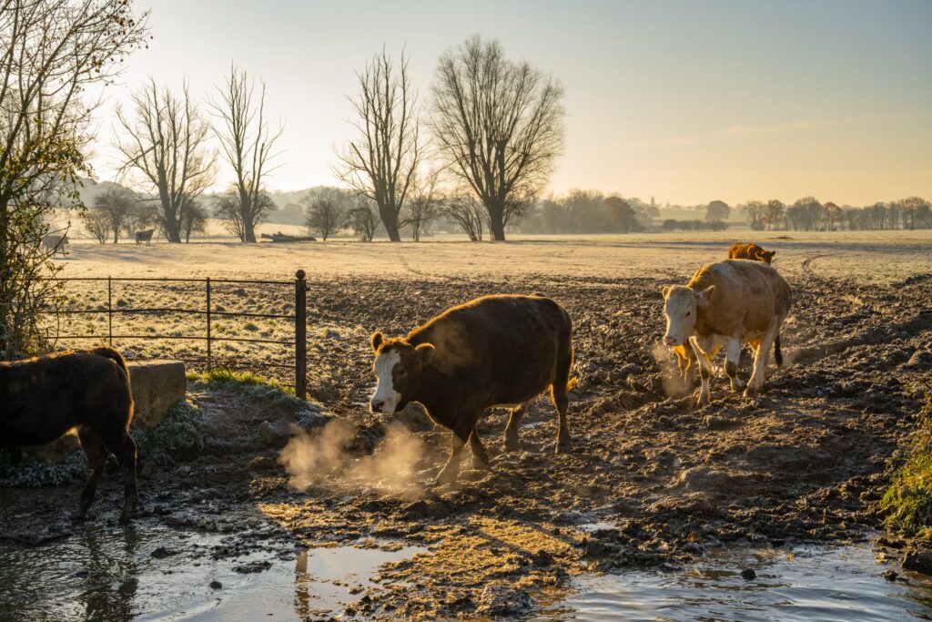 Cows fording a stream in fields near Margaretting Essex on a frosty morning.