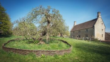 Newtons äppelträd till salu, paranötseffekt utan att skaka