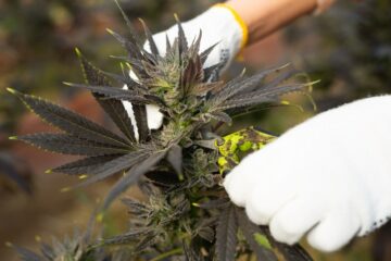 Одна третина робочої сили Колорадо, яка займається виробництвом марихуани, була скорочена