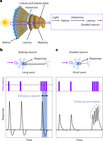 バイオインスパイアされたセンサー内運動認識のためのオプトエレクトロニクス段階的ニューロン