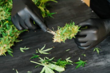 Oregon Cannabis: Foglalkoztatási jogi kérdések a nehézségekkel küzdő vállalkozások számára