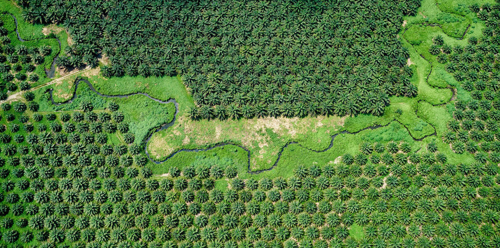 Aerial view of palm oil plantation in the Solomon Islands. 