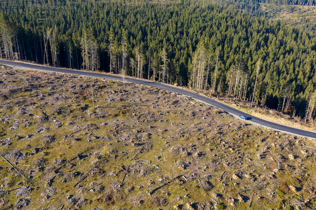 Drone shot of a logged forest in Romania. The law will also apply to deforestation and products exported from the EU. 