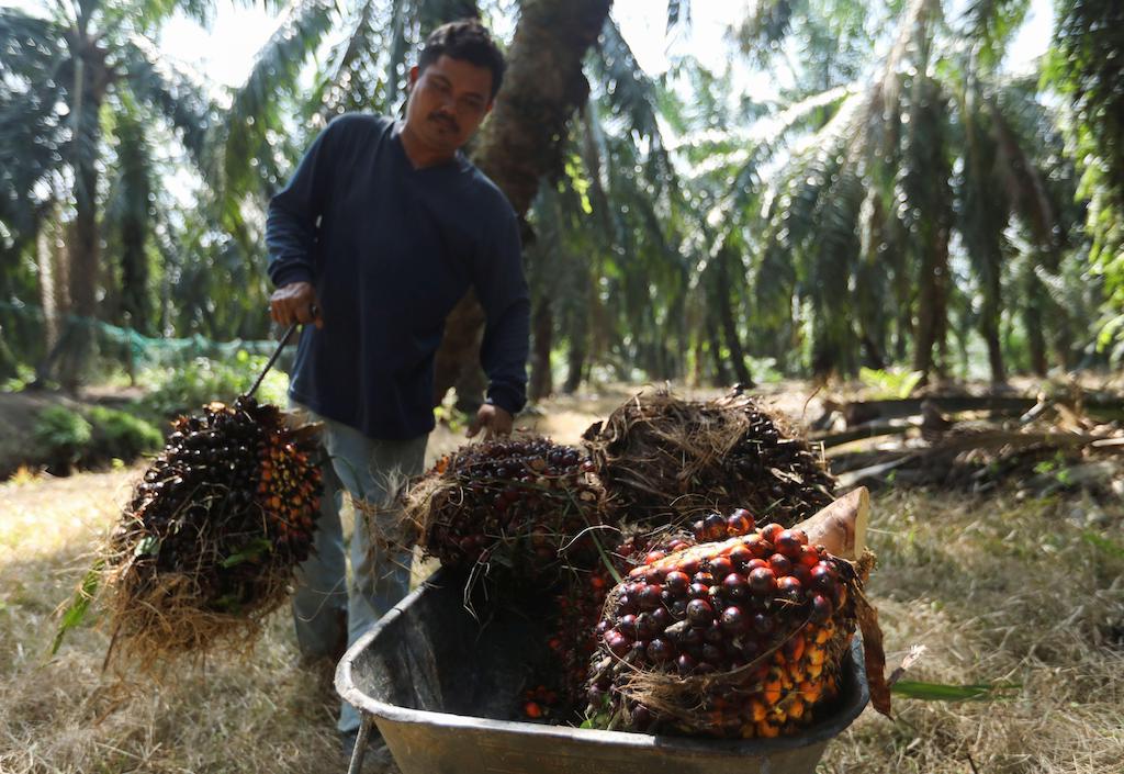 A worker loads fresh fruit bunches of oil palm into a wheelbarrow during harvest at a palm oil plantation in Selangor, Malaysia. 