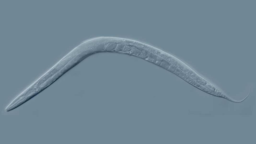 Wissenschaftler verschmelzen Biologie und Technologie durch 3D-Druck von Elektronik in lebenden Würmern