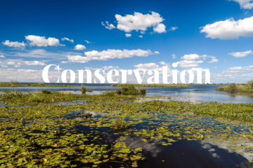 The importance of conserving Earth's wetlands for a sustainable future