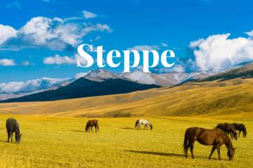 The role of steppe ecosystems in Kazakhstan's agricultural industry