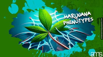 Understanding marijuana phenotypes and their effects