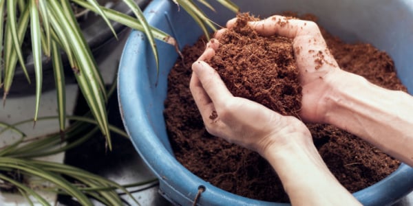 person holding coco coir in a plant pot