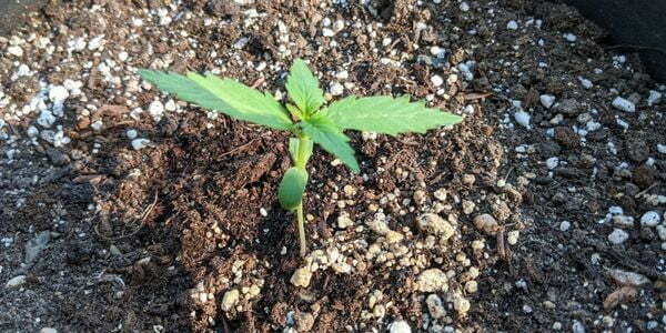 Growing marijuana autoflowers outdoor in soil