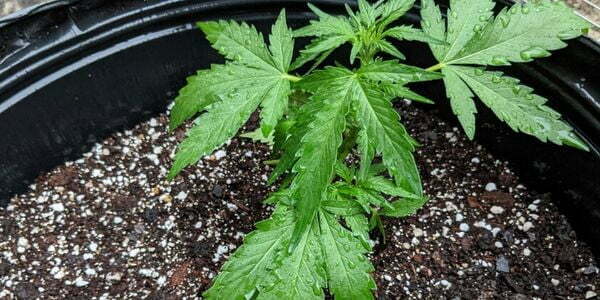 Watering autoflower marijuana plant