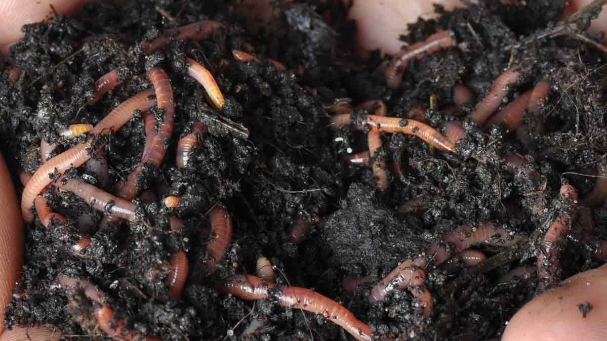 worm castings fertilizer for cannabis plants