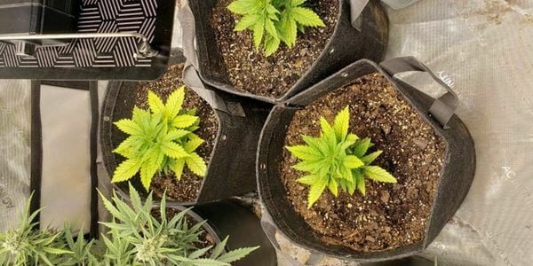 Creating the best soil for growing marijuana auto plants