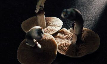 2023 research on psilocybin for depression [updated]