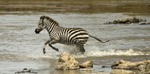 CEBRA AI was able to accurately predict the video of zebra movement.