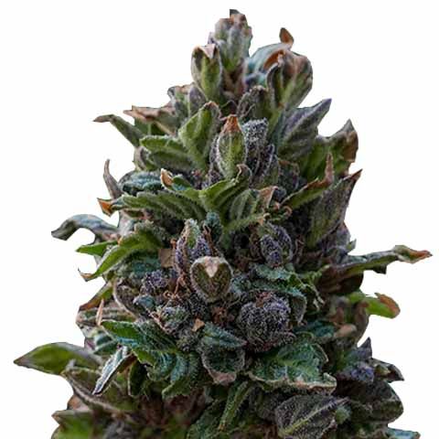 Purple punch marijuana strain