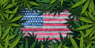 Basic Cannabis Economics