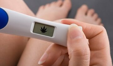 Cannabis sender gravide kvinder til hospitalet: undersøgelse