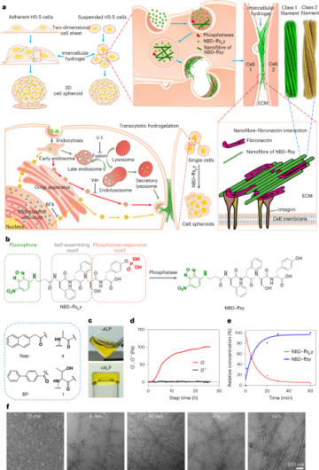 Skapande av cellsfäroider genom transcytotisk intercellulär gelning - Nature Nanotechnology